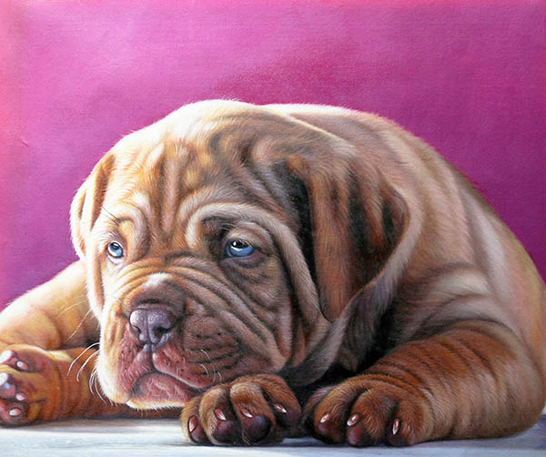 Animal Oil Painting,50cm x 60cm(19〃 x 24〃),cjz6486005-z