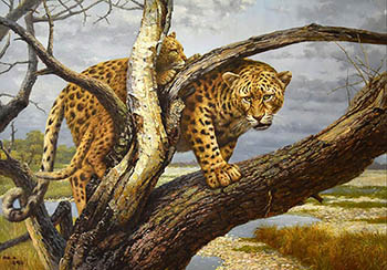 Animal Oil Painting,81cm x 120cm,jmz6484002-x