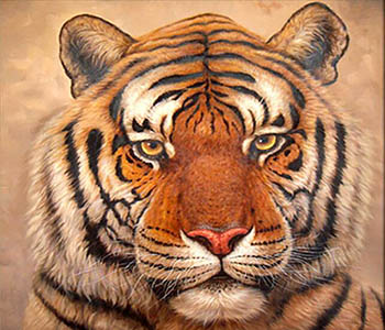 Animal Oil Painting,50cm x 50cm,wyh6485016-x