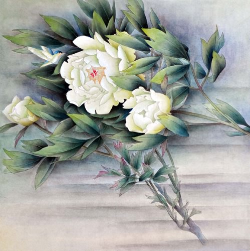 Peony,50cm x 50cm(19〃 x 19〃),2416013-z